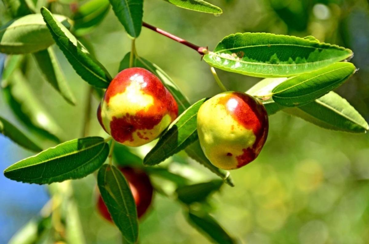 Şifa deposu h&uuml;nnabın hasadı devam ediyor