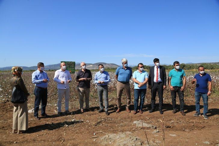 Beyaz altında hasat dönemi başladı G4