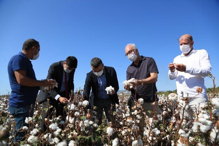 Beyaz altında hasat dönemi başladı G5