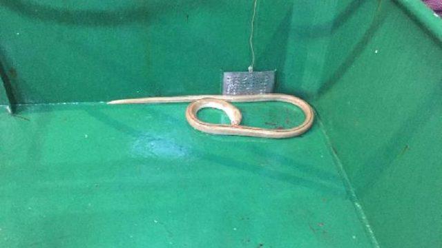 Çanakkale'de ender görülen dikenli yılan balığı yakalandı