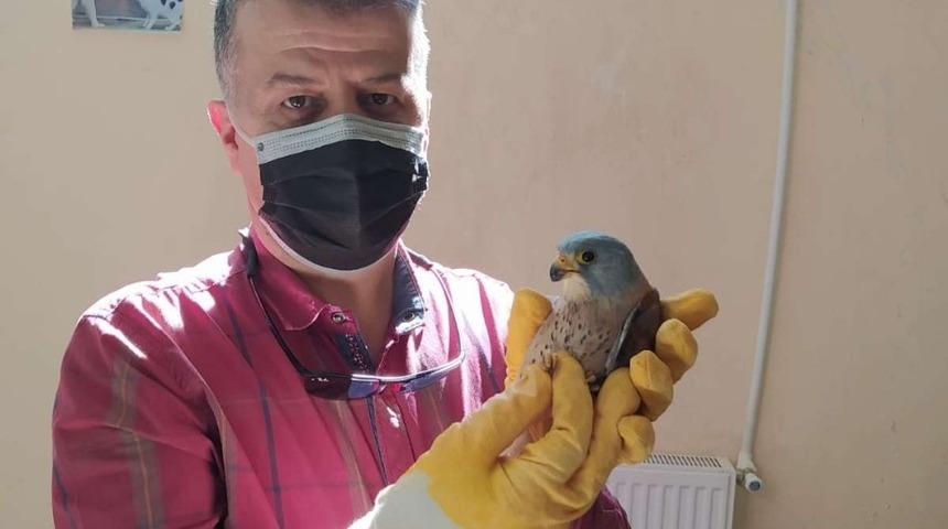 Vatandaşlar tarafından yaralı olarak bulunan Doğan tedavi altına alındı