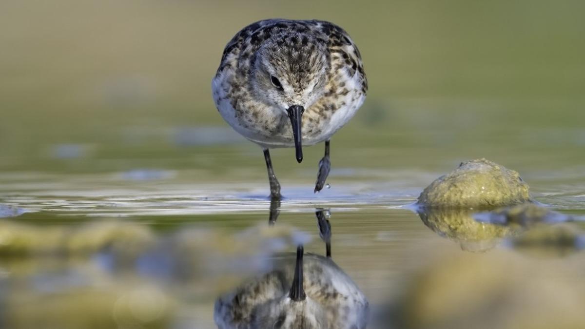 150&rsquo;nin &uuml;zerinde kuş t&uuml;r&uuml;n&uuml;n bulunduğu  Boğa&ccedil;ayı&rsquo;nda kuş g&ouml;zlemi