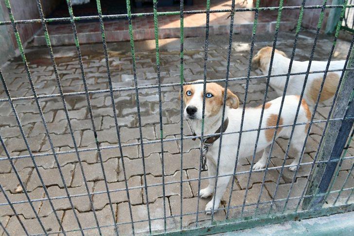 Mustafakemalpaşa’da yenilenen hayvan barınağına renk geldi G4