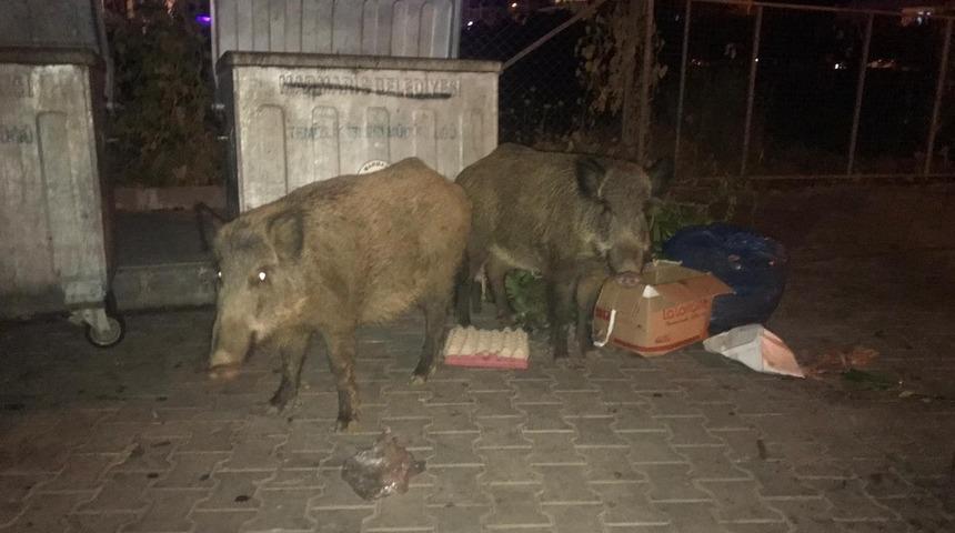 Yaban Domuzları plajda yiyecek arıyor