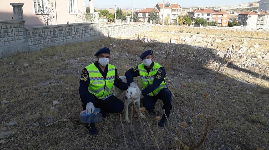 Kafası pet şişeye sıkışan k&ouml;peğin imdadına jandarma yetişti