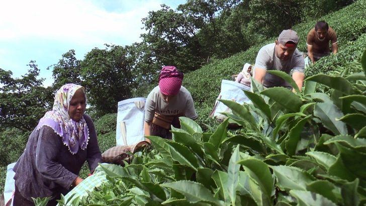 Giresun fındıktan sonra çay üretiminde de iddialı G2