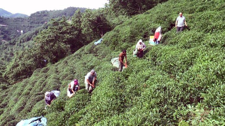 Giresun fındıktan sonra çay üretiminde de iddialı G3