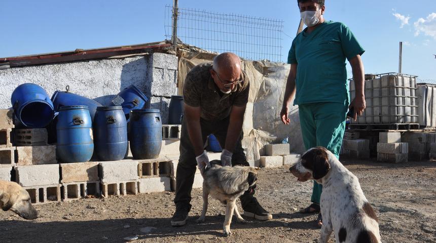 Gaziantep'teki 3 ayaklı köpek görenleri şaşırtıyor! 