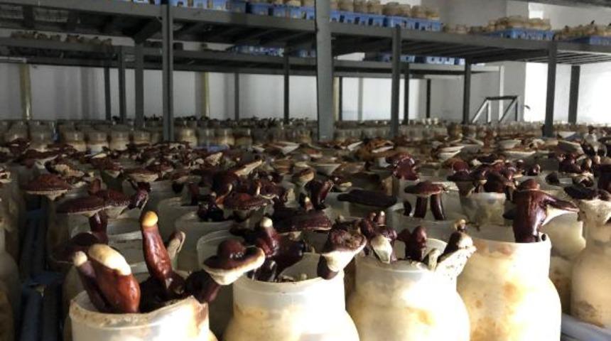 'Ölümsüzlük mantarı' olarak biliniyor! Yalova'da üretimine başlandı