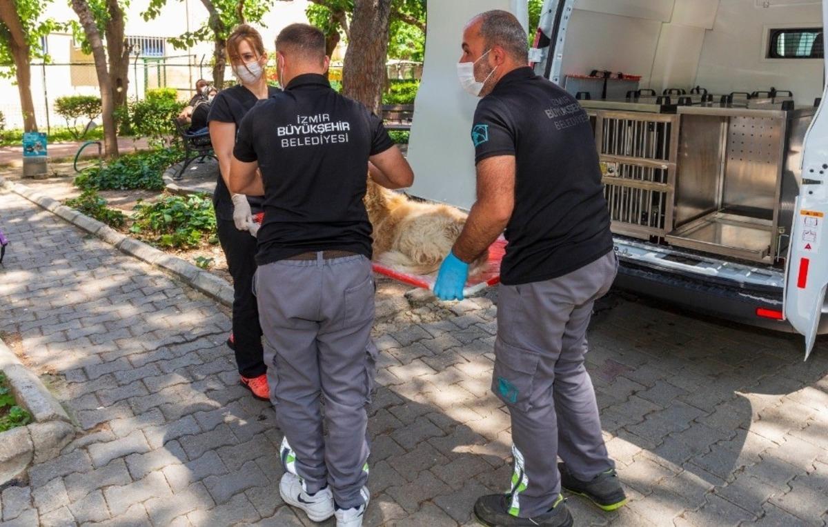 Sokak Hayvanları Acil M&uuml;dahale Ekibi 19 bin sokak hayvanını tedavi etti