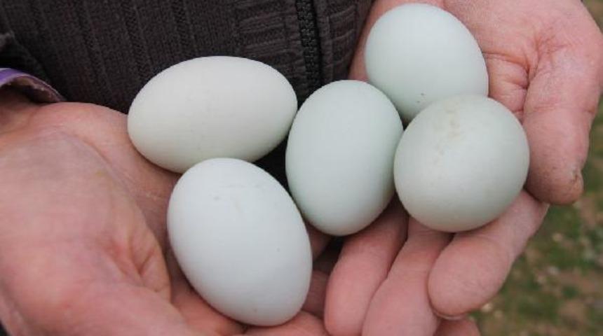 Gören şaşırıyor! Beslediği tavuklar açık mavi yumurtluyor