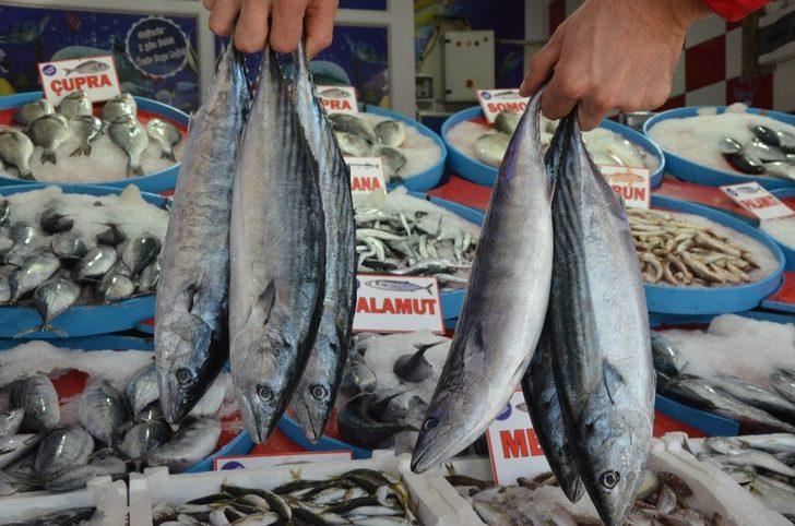 Palamut 5 liraya geriledi G2