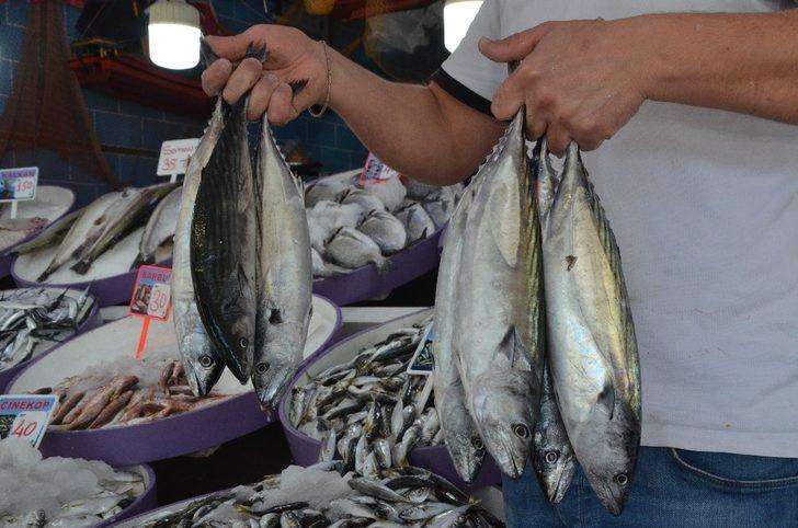 Palamut 5 liraya geriledi G4