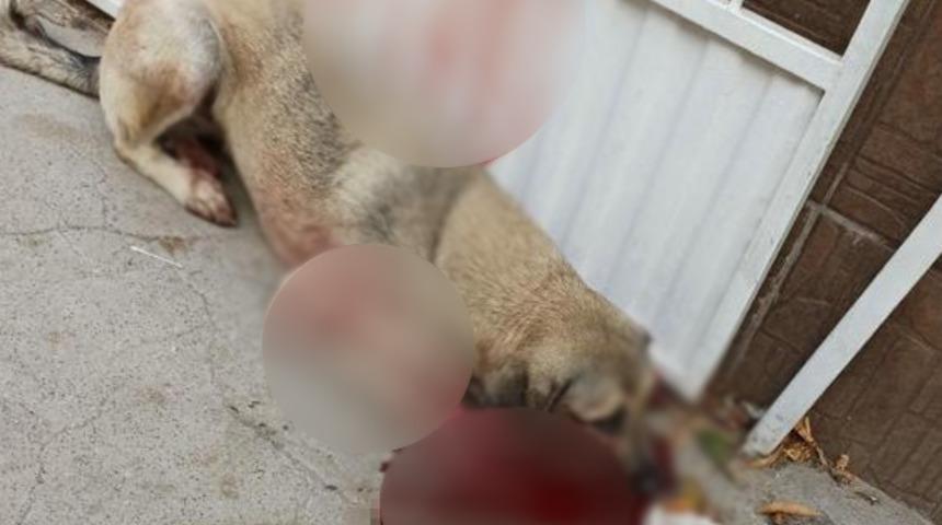 Hayvanları Koruma Günü'nde köpeği kurşunladı