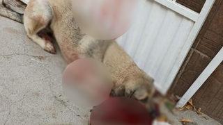 Hayvanları Koruma Günü'nde köpeği kurşunladı
