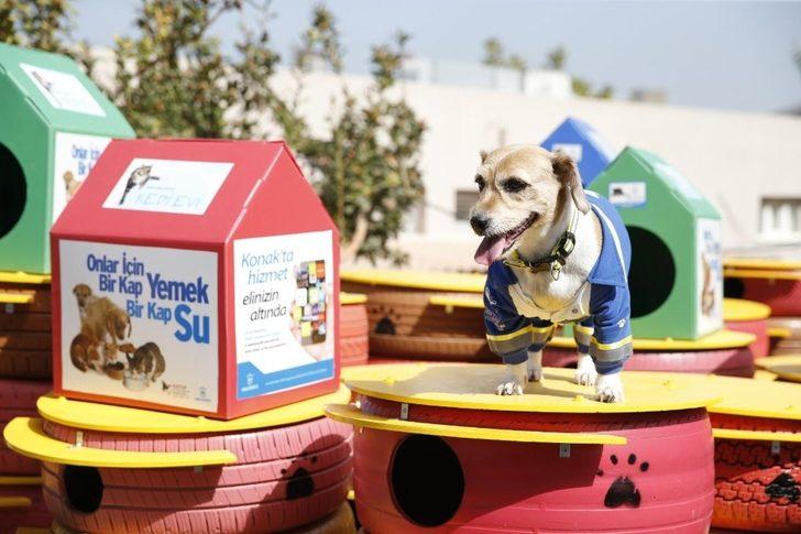 Konak’ta sokak hayvanları için anlamlı farkındalık G3