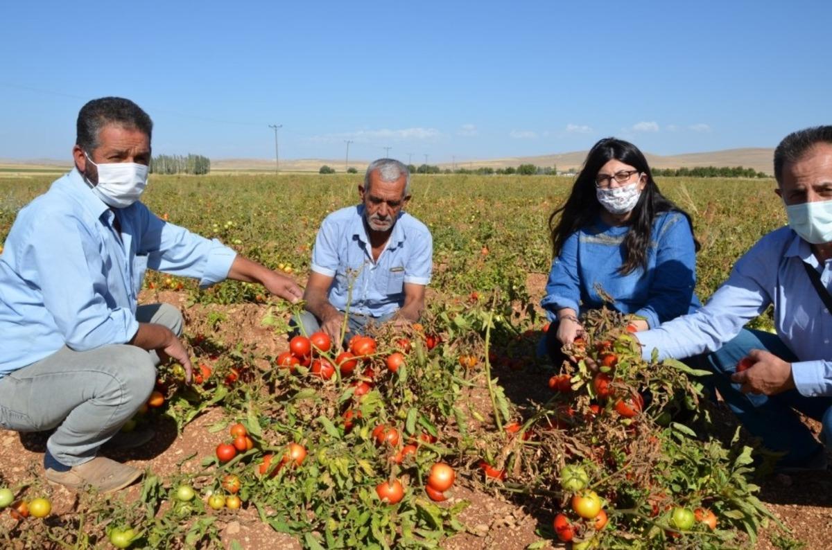 Domates tarlada 50 kuruş, manavda 3 TL