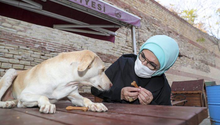 Emine Erdoğan, engelli köpek 'Leblebi'yi sahiplendi