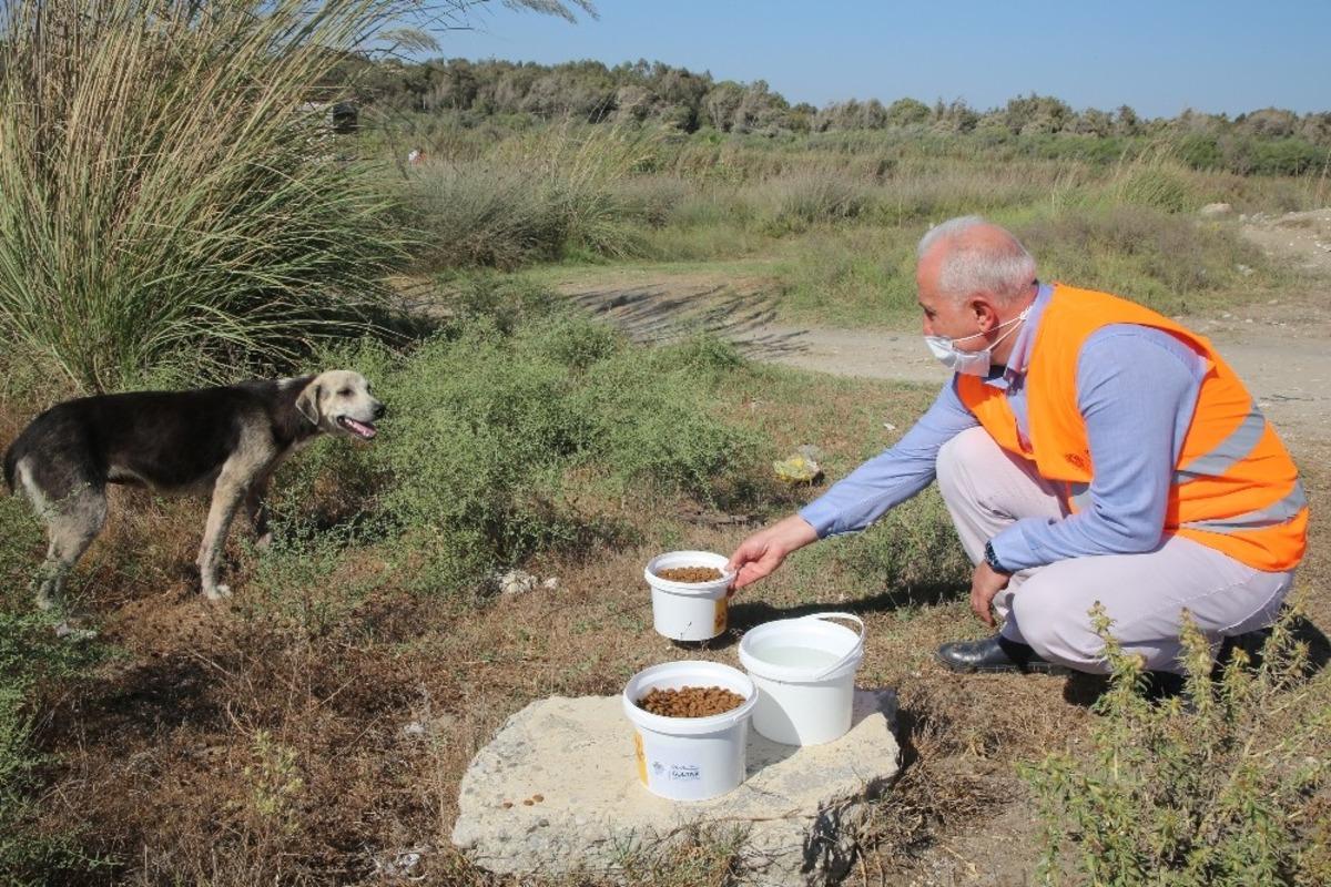 G&uuml;ltak, sokak hayvanlarına mama ve su dağıttı