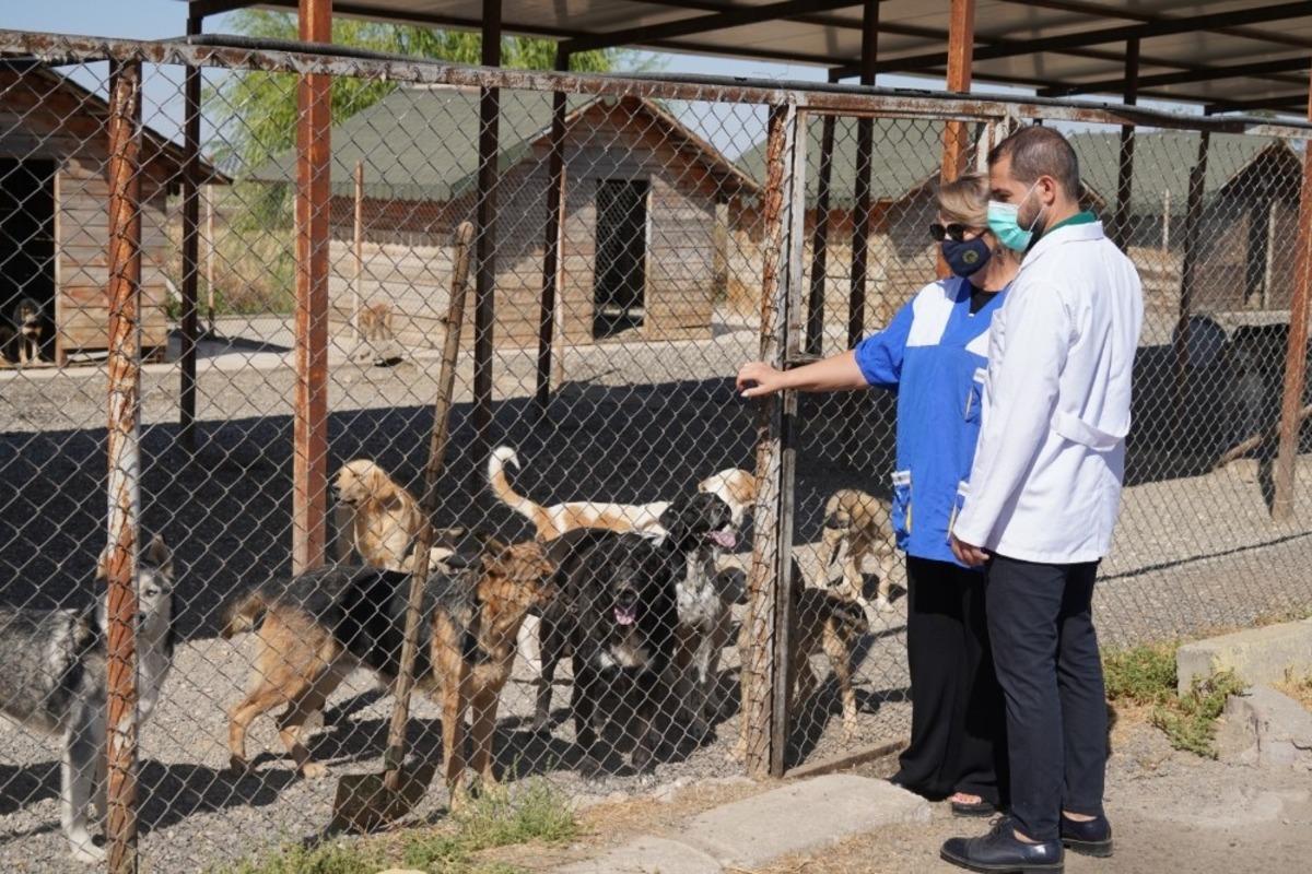 Diyarbakır B&uuml;y&uuml;kşehir Belediyesi sokak hayvanlarını unutmadı