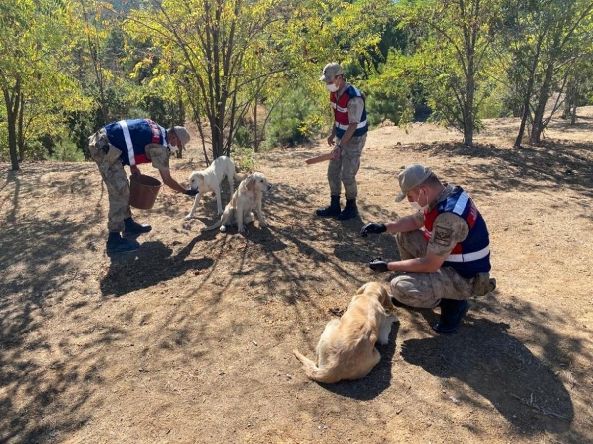 Elazığ&rsquo;da jandarmadan 4 Ekim Hayvanları Koruma G&uuml;n&uuml; etkinliği
