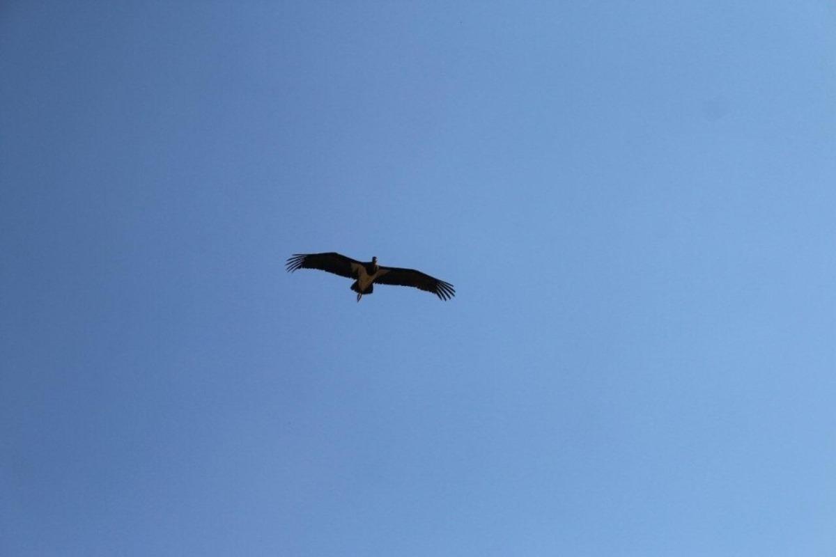 Sağlığına kavuşan kara leylek doğaya salındı