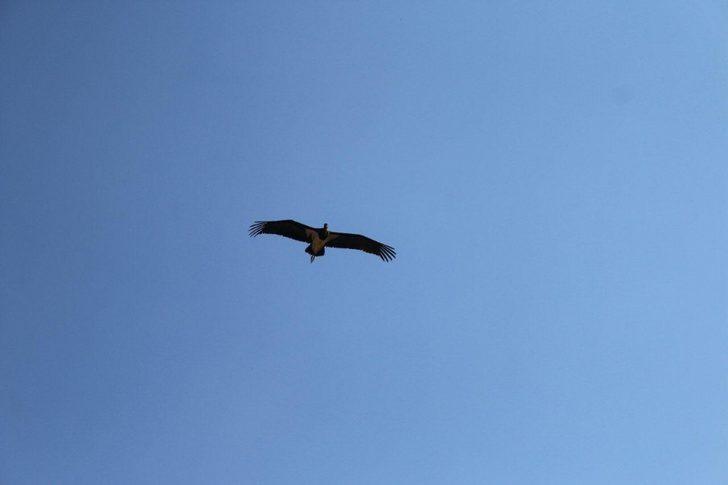 Sağlığına kavuşan kara leylek doğaya salındı G1