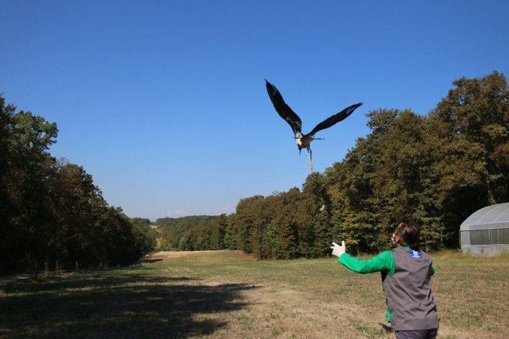 Sağlığına kavuşan kara leylek doğaya salındı G2
