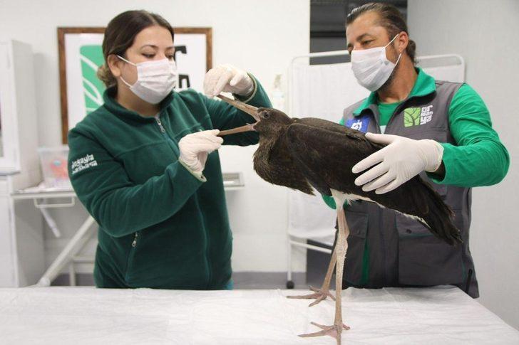 Sağlığına kavuşan kara leylek doğaya salındı G3