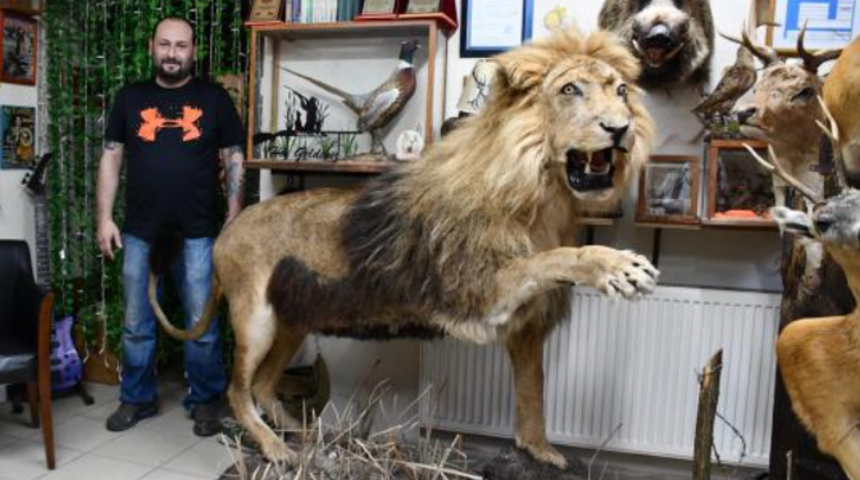 Gelecek kuşaklar i&ccedil;in &ouml;len hayvanların i&ccedil;ini dolduruyor...