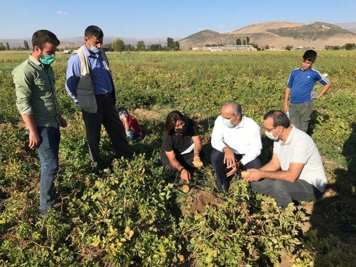 MŞÜ patates ve pancar üretiminde deneme ekimleri yaptı G4