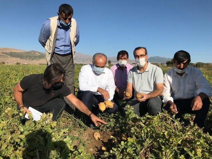 MŞÜ patates ve pancar üretiminde deneme ekimleri yaptı G5