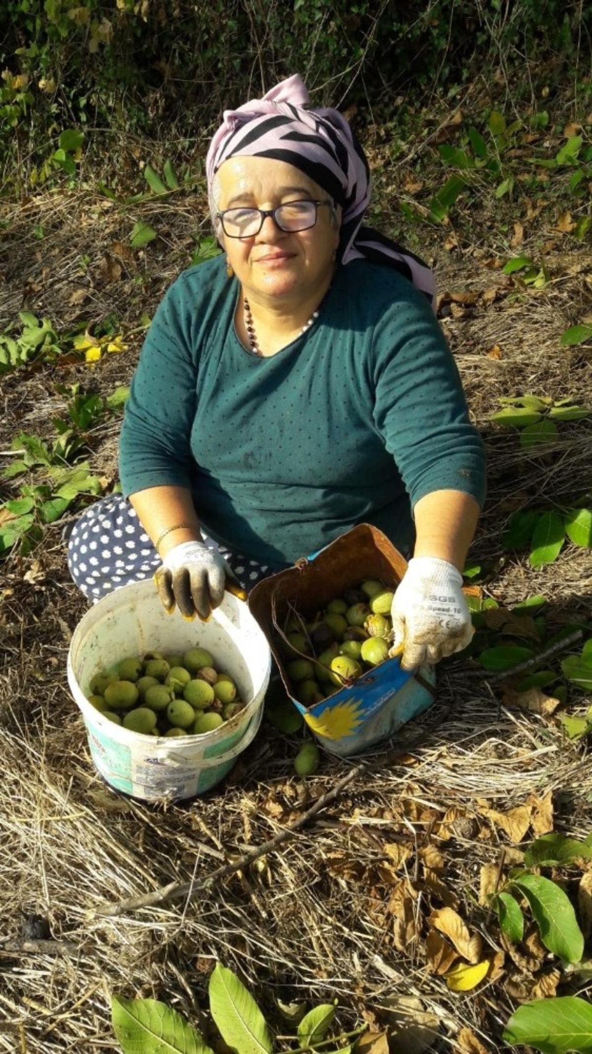 Sinop&rsquo;ta ceviz hasadı başladı