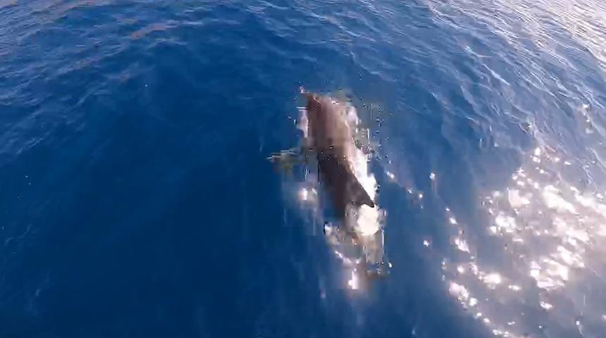 Yunuslarla yüzdüler! Muhteşem anlar