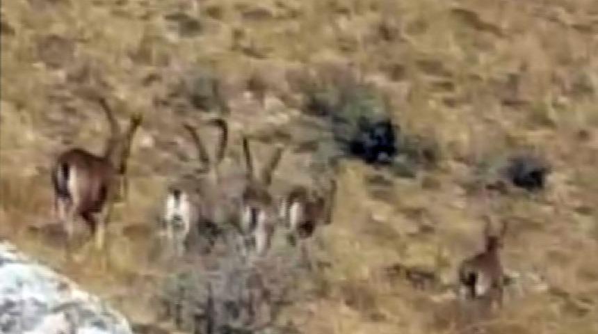 Nadir görülüyordu! Bu kez sürü halinde ortaya çıktılar