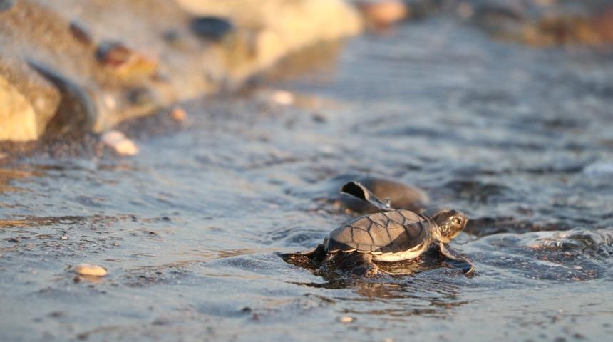D&uuml;nyayı sevindiren haber! 300 bin yavru denize kavuştu