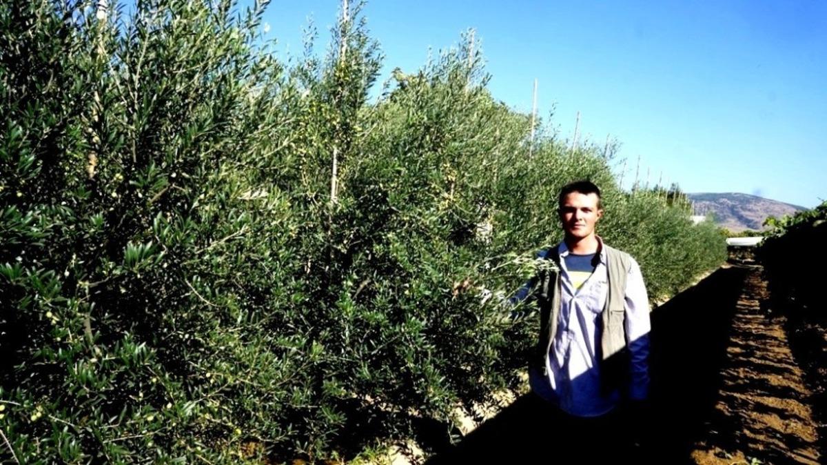 Bodur zeytin umut oldu