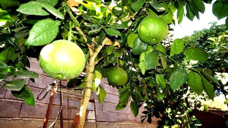 Bodur zeytin umut oldu G2