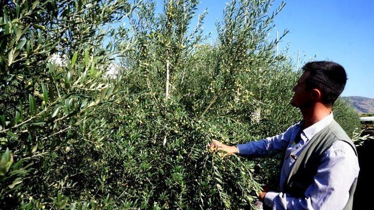 Bodur zeytin umut oldu G3