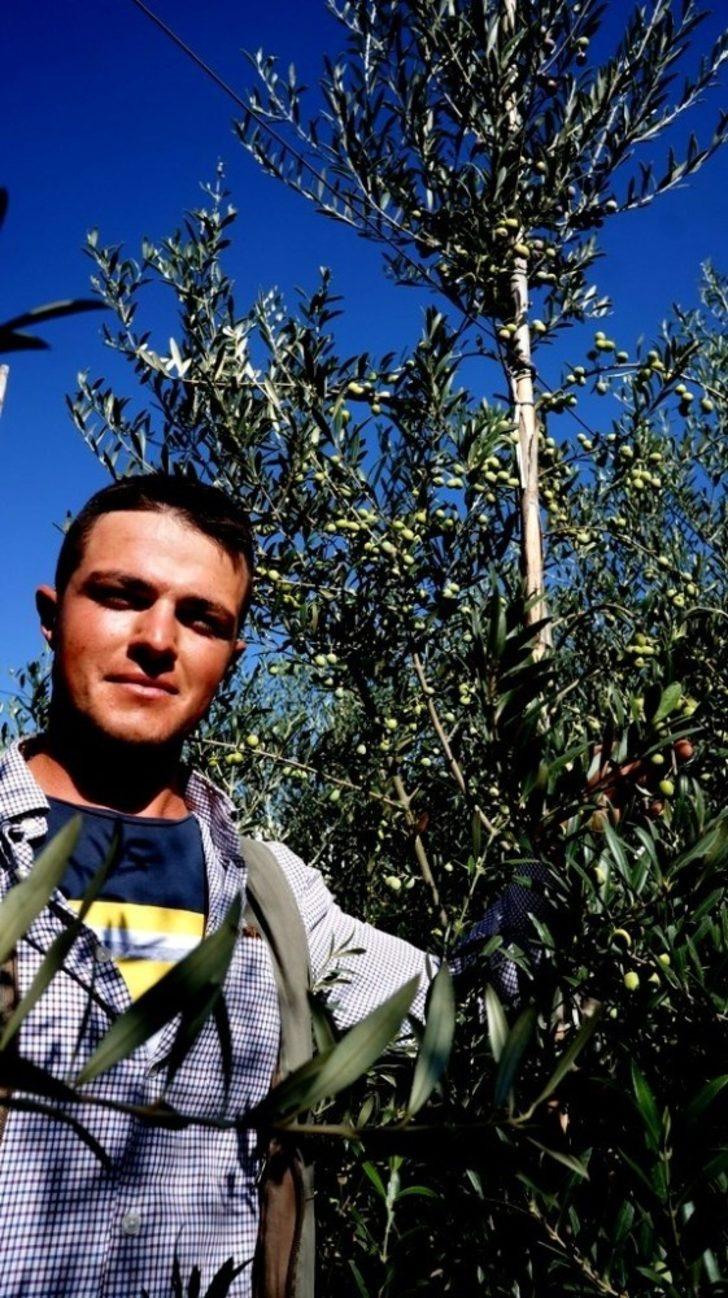 Bodur zeytin umut oldu G4