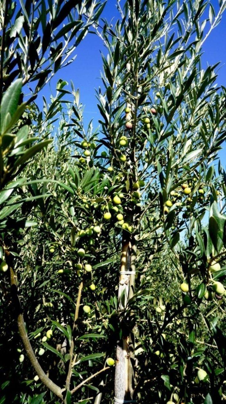 Bodur zeytin umut oldu G5