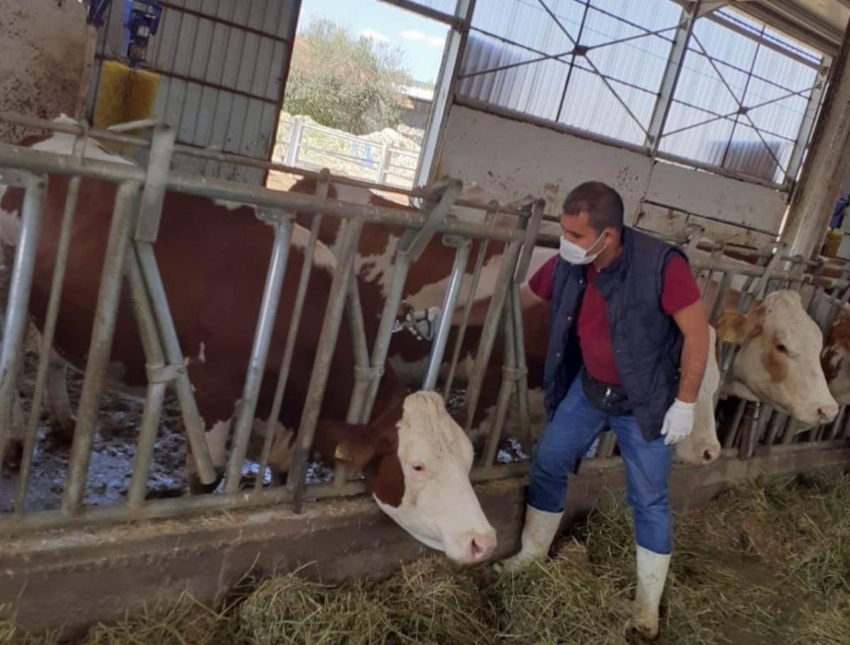 430 bin b&uuml;y&uuml;kbaş hayvan şap hastalığına karşı aşılanacak