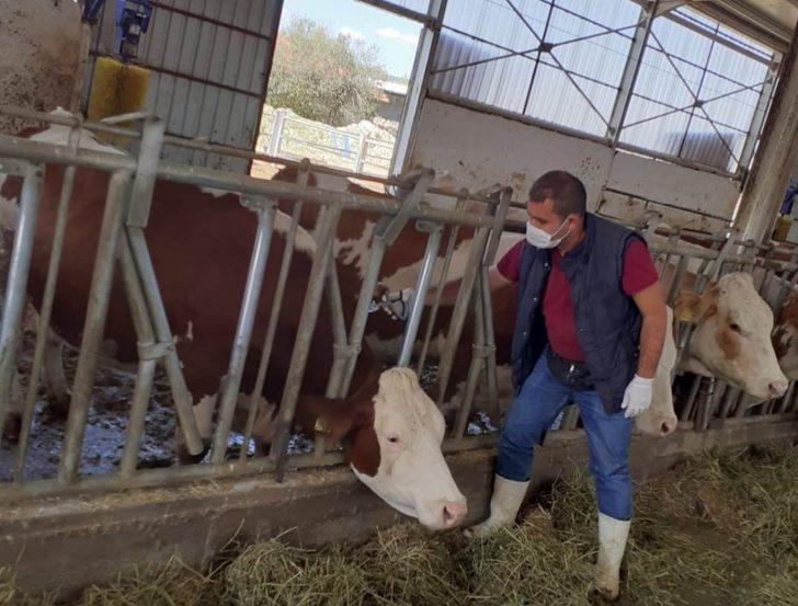 430 bin büyükbaş hayvan şap hastalığına karşı aşılanacak G1