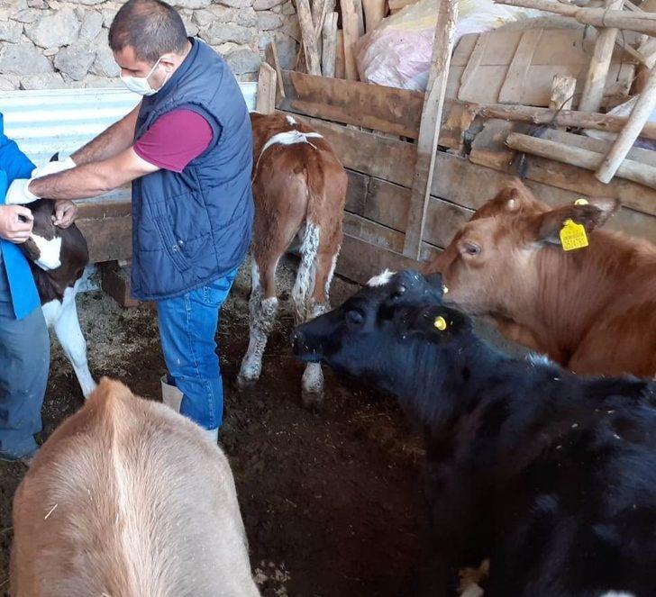 430 bin büyükbaş hayvan şap hastalığına karşı aşılanacak G2