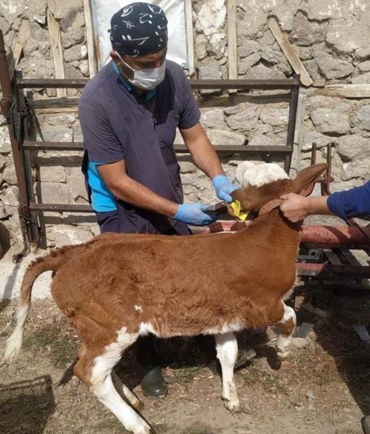 430 bin büyükbaş hayvan şap hastalığına karşı aşılanacak G3