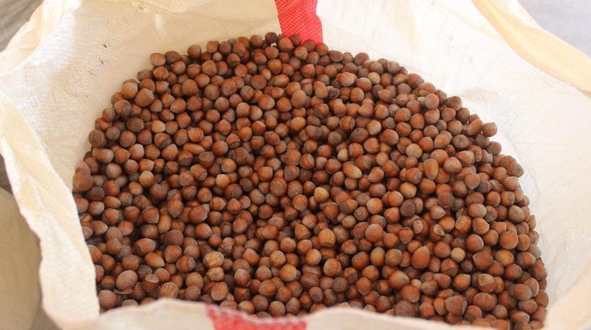 Fındık yeni haftaya 25 lira 50 kuruş fiyat ile başladı