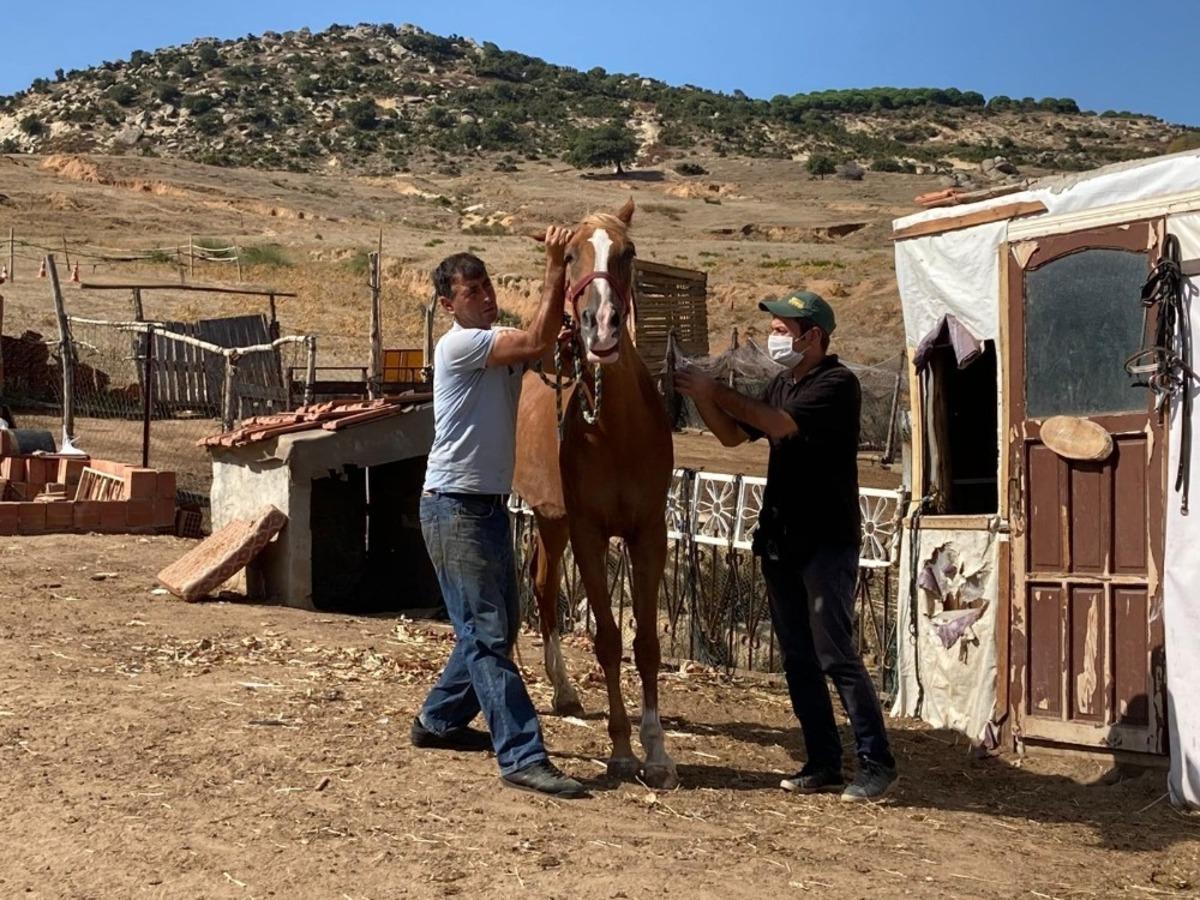Erdek&rsquo;te eşek, katır ve atlara kimlik