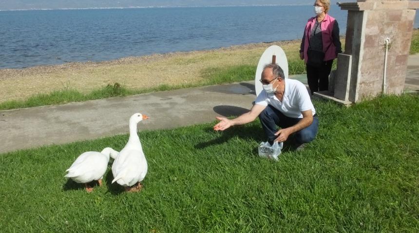 Bir sabah ortaya çıktılar! Sahipsiz kazlar mahallenin maskotu oldu