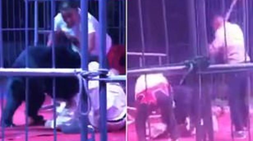 Çin'de sirkte gösteri yapan ayı terbiyecisine saldırdı