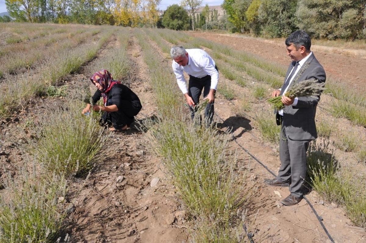 Lavanta G&uuml;m&uuml;şhane&rsquo;de &uuml;reticinin gelir kapısı oldu